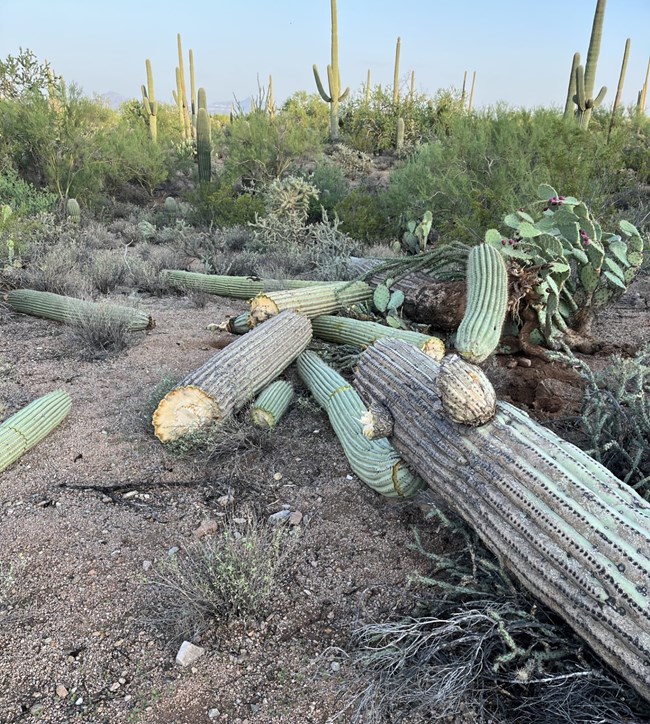 blowdown-damaged saguaro lays on the ground in multiple pieces