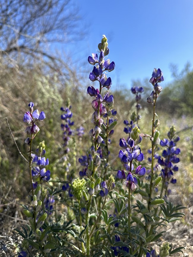 desert lupine