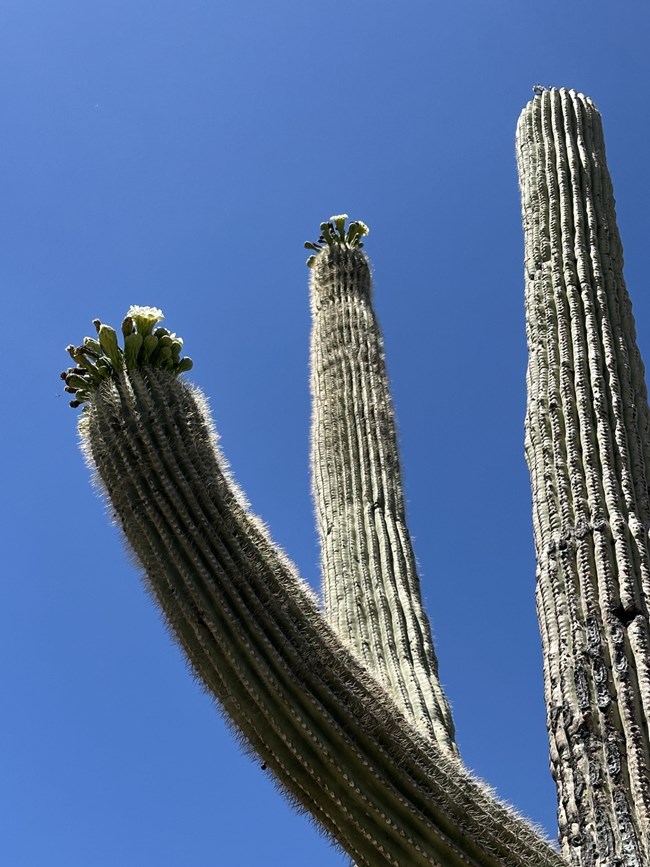 flowering saguaro