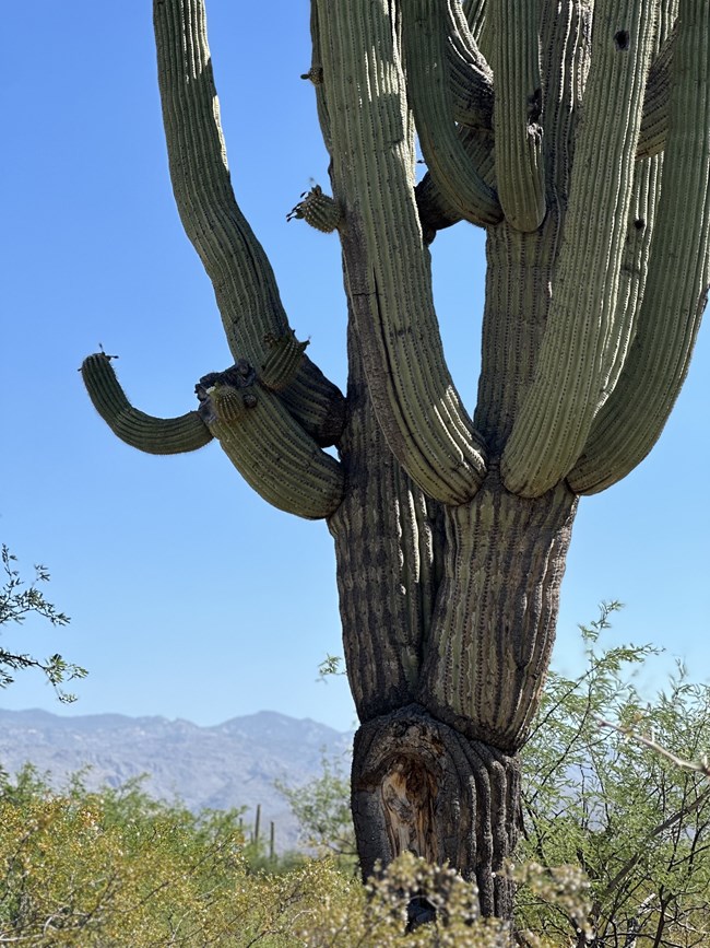 giant saguaro