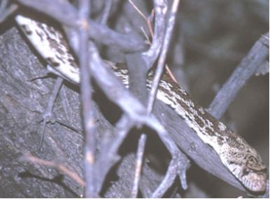 gophersnake