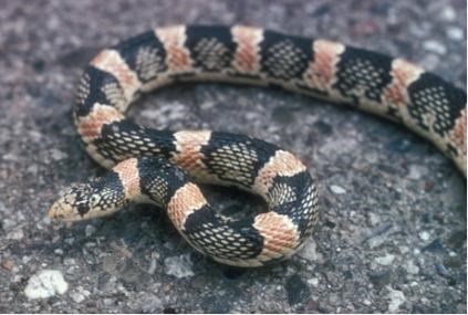 long-nosed snake