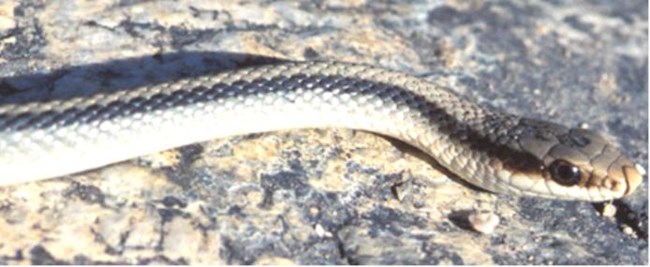mountain patch-nosed snake