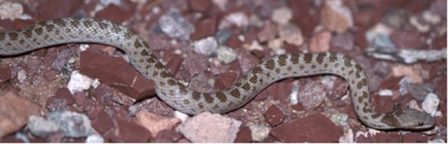 nightsnake