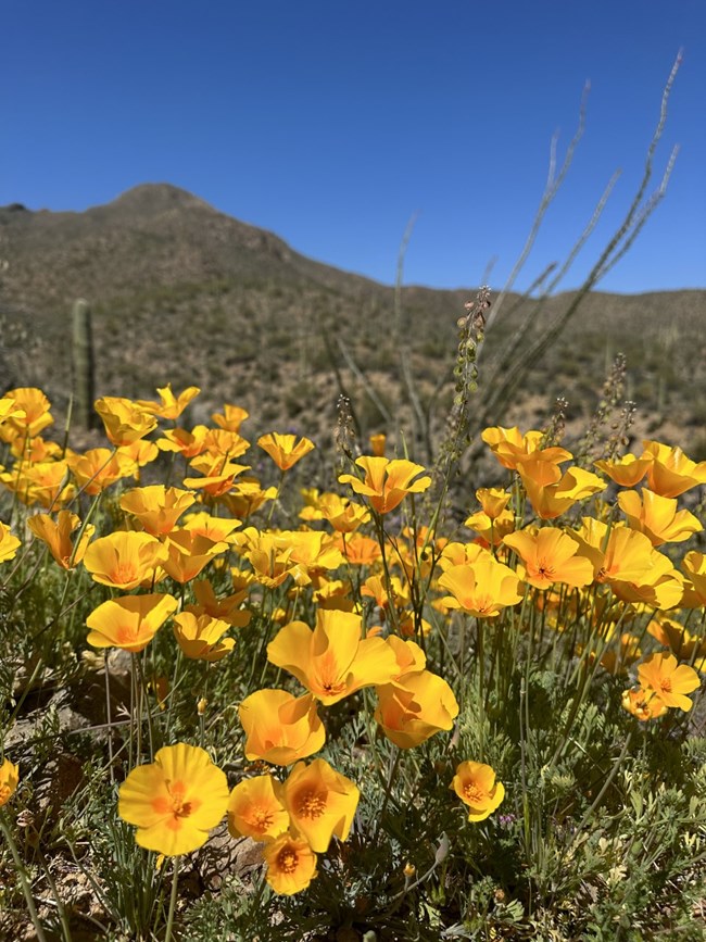 Mexican gold poppies in bloom