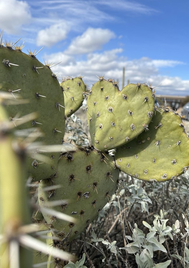 The image depicts a prickly pear cactus with multiple spiny paddles. The paddle in focus is heart-shaped and backgrounded by a blue sky with many clouds.