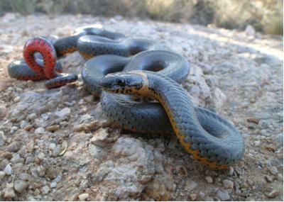 ring-nosed snake