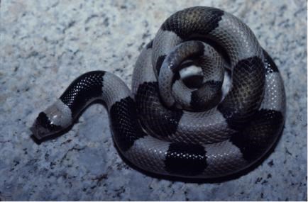 saddled leaf-nosed snake