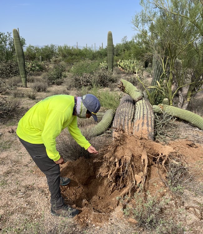 park ranger leans over to inspect the roots of a windblown saguaro