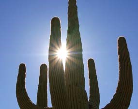 Towering Saguaro Towering Saguaro