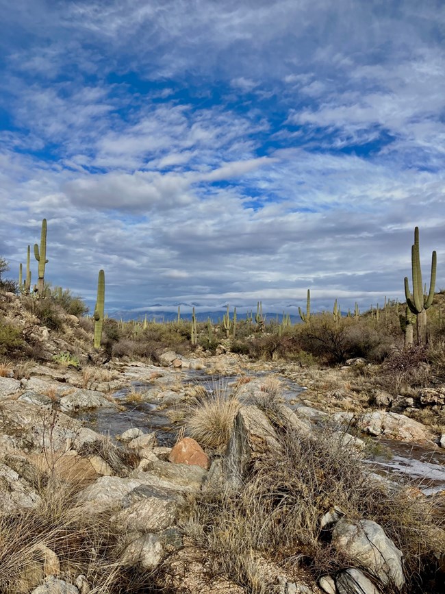 Looking at a desert water way leading way from the camera. Lined with desert vegetation and medium sized rocks. In the distance, top half of photo, is a blue sky full of fluffy clouds.