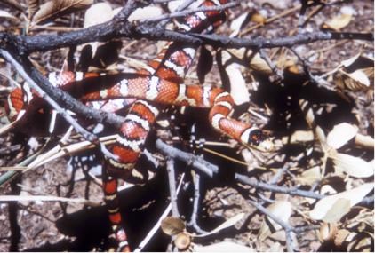sonoran mountain kingsnake