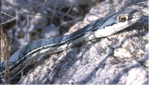 sonoran whipsnake