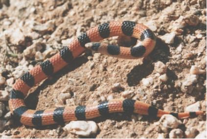 variable sandsnake