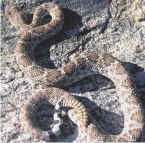western diamondbacked rattlesnake