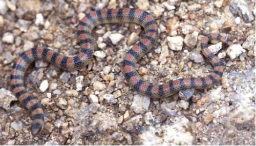 western groundsnake