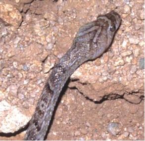western lyresnake