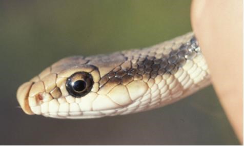 western patch-nosed snake
