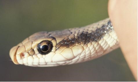 western patch-nosed snake