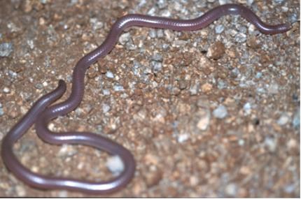 western threadsnake