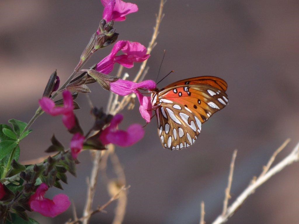 butterfly on flower