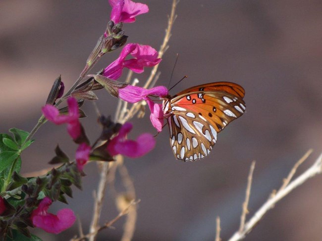 butterfly on flower