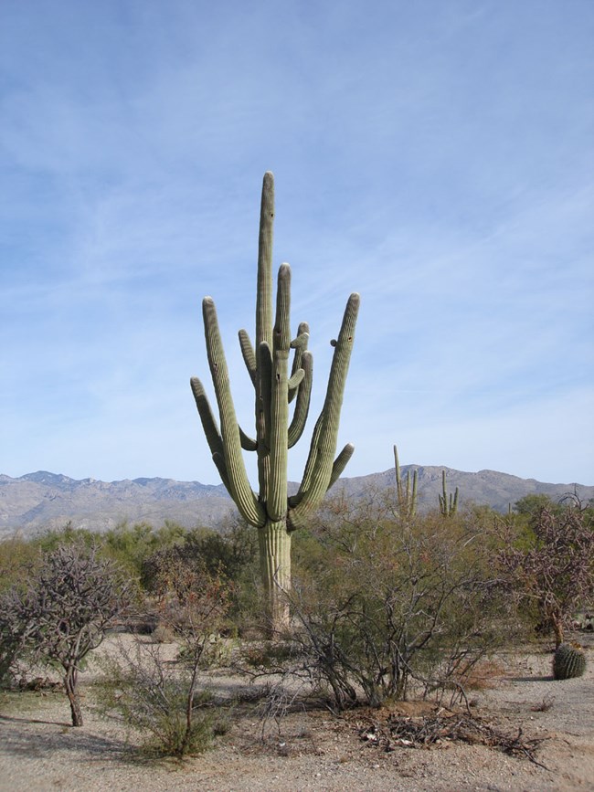 Tall saguaro with multiple arms