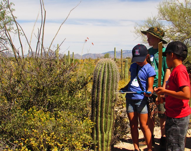 Students measuring saguaro during program. Students measuring saguaro during program.