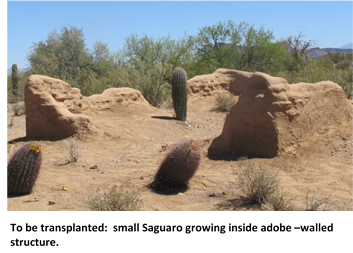 moving a saguaro