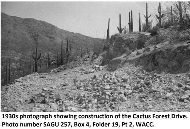 Cactus Forest Loop Drive SAGUE