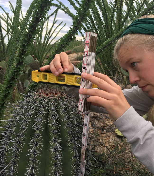 Woman measures the height of a juvenile saguaro