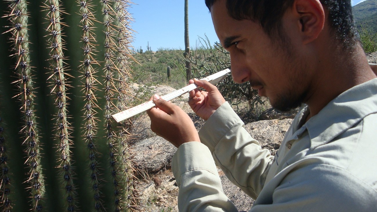 a spiny saguaro cactus, on the left side of the photo, and a young person’s face on the right. Wearing a long-sleeve beige shirt and holding a measuring stick in his hands that he is using to measure the distance between spines of the cactus.