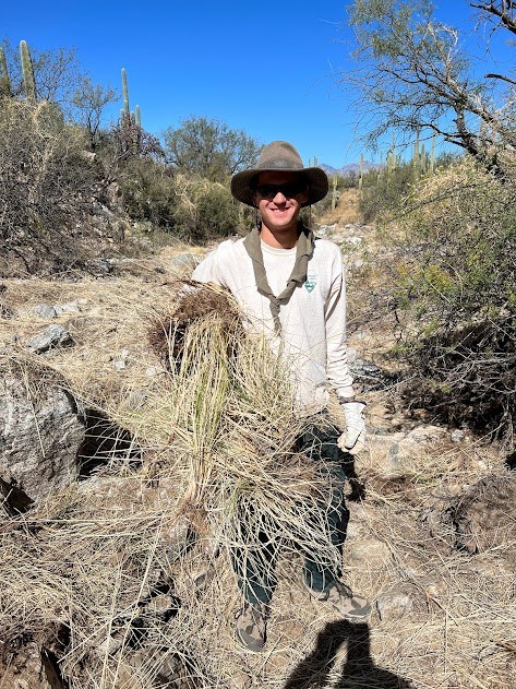 dry wash with saguaros in the background, a young person stands in the center. Wearing a green hat and grinning. In his left hand he holds a clump of fountain grass.