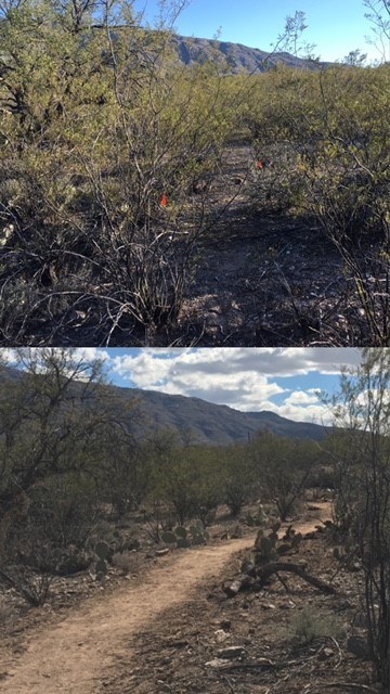 The Pink Hill Trail before and after rehabilitation.