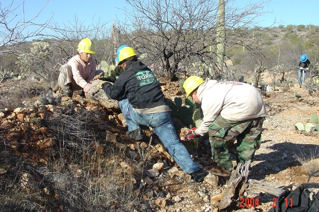 volunteers pull buffelgrass