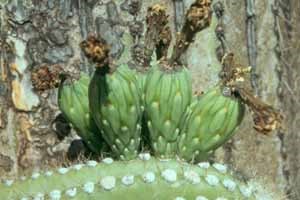 Saguaro fruits maturing - note the spent brown flowers on the ends of the fruit.