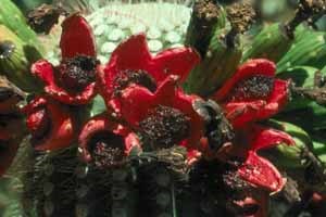 Inside a saguaro cactus fruit bright red flesh protects 2,000 tiny black seeds.