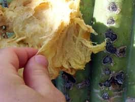 The flesh of a saguaro cactus is spongy, thready, and similar to tough squash.