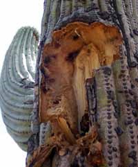 Saguaro cactus skeleton showing through tear where arm broke off.