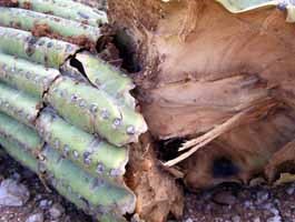 Saguaro cactus ribs protruding out of broken saguaro that fell after a monsoon storm.