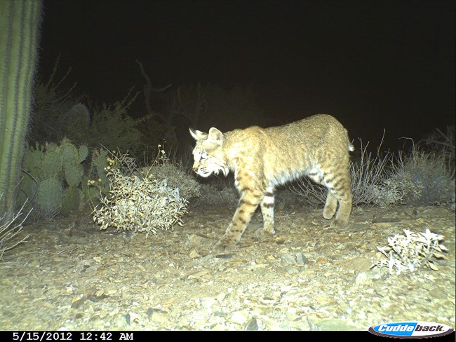 A bobcat caught walking by a camera trap at night. Its fur has a striped pattern.