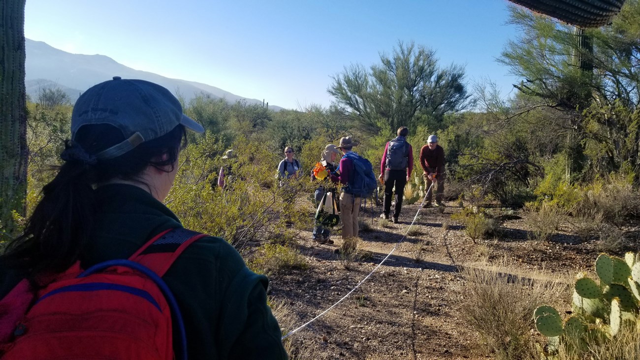 Two people using a tape measure to measure their distance from the base of a saguaro. Near them are other volunteers in the plot.