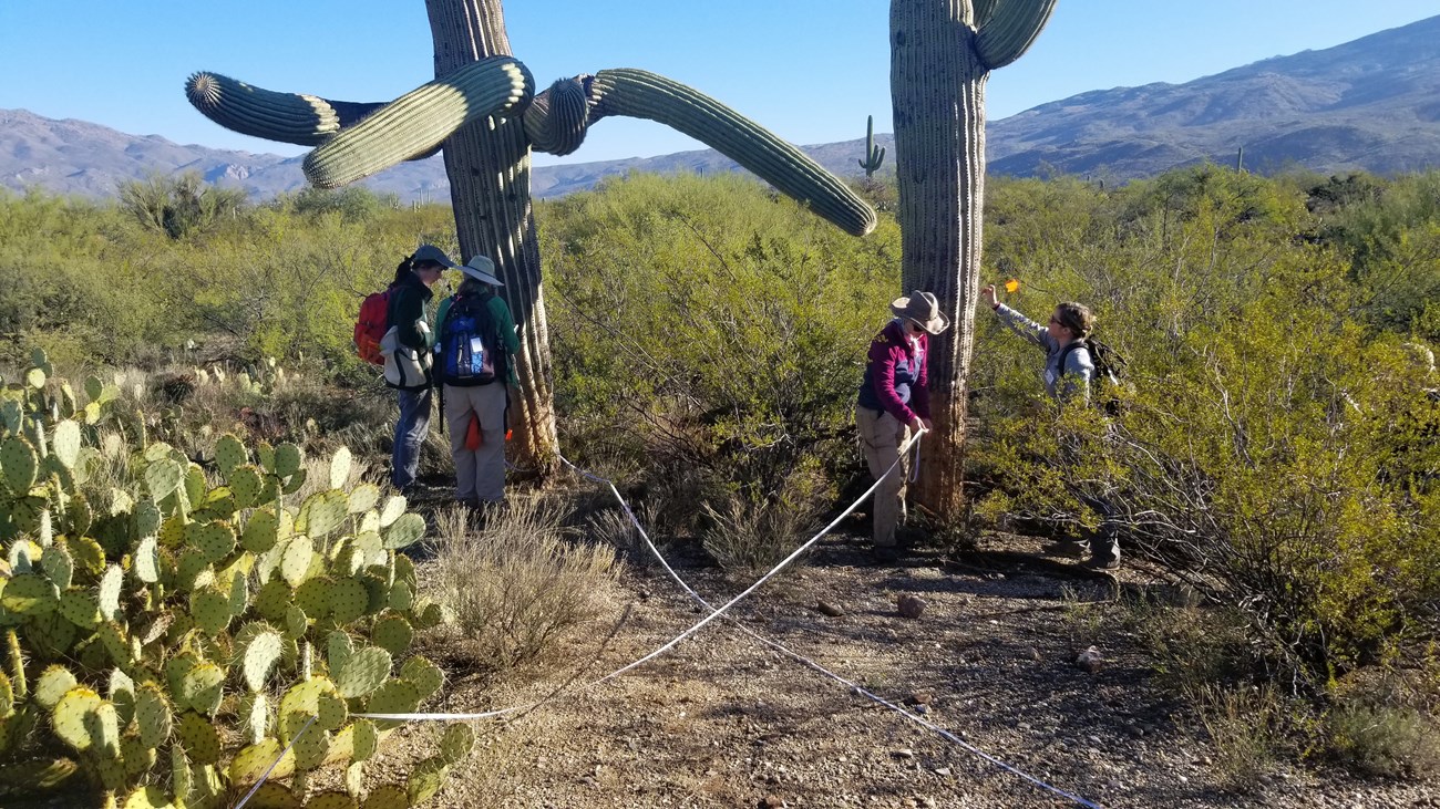 Two groups working on two different saguaros side by side.