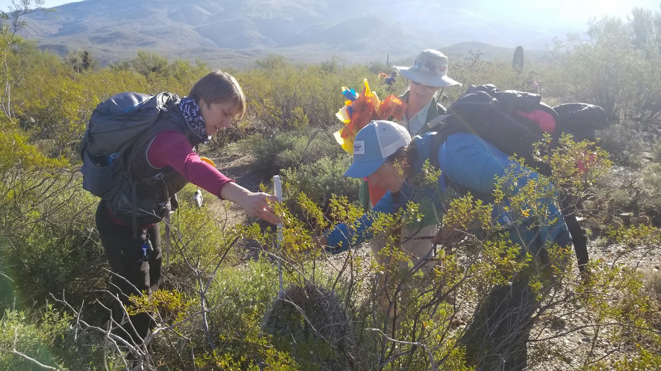 People working together to measure the height of a short saguaro using a meter stick
