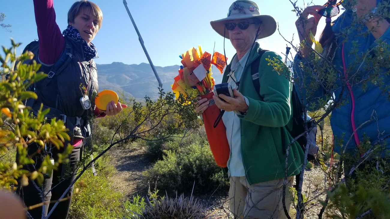 Volunteers looking at a short saguaro that they are going to measure