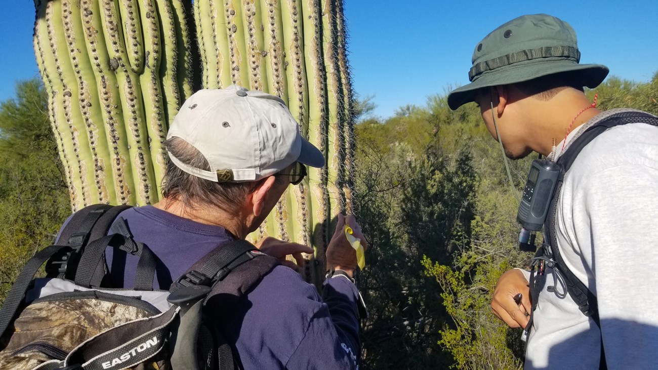 A volunteer putting a yellow flag through the spines of a saguaro