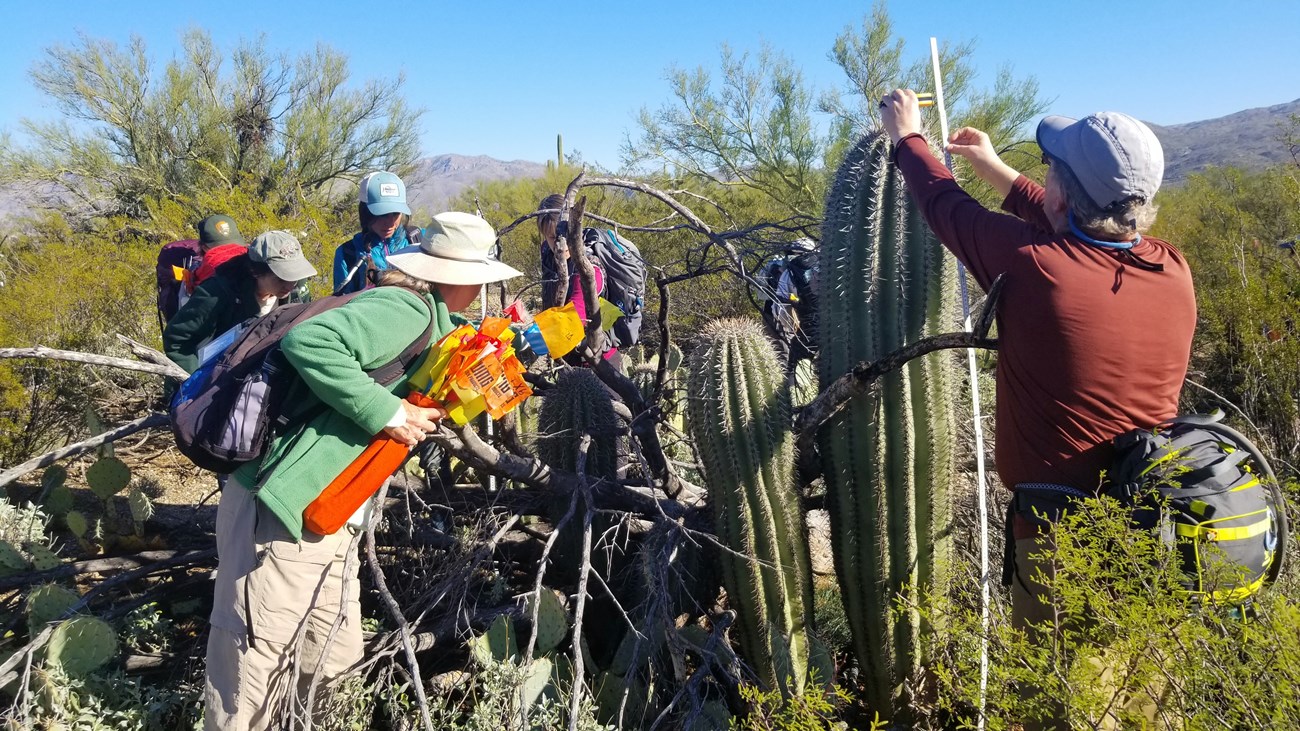 Volunteers working together to flag and measure the height of multiple saguaros.
