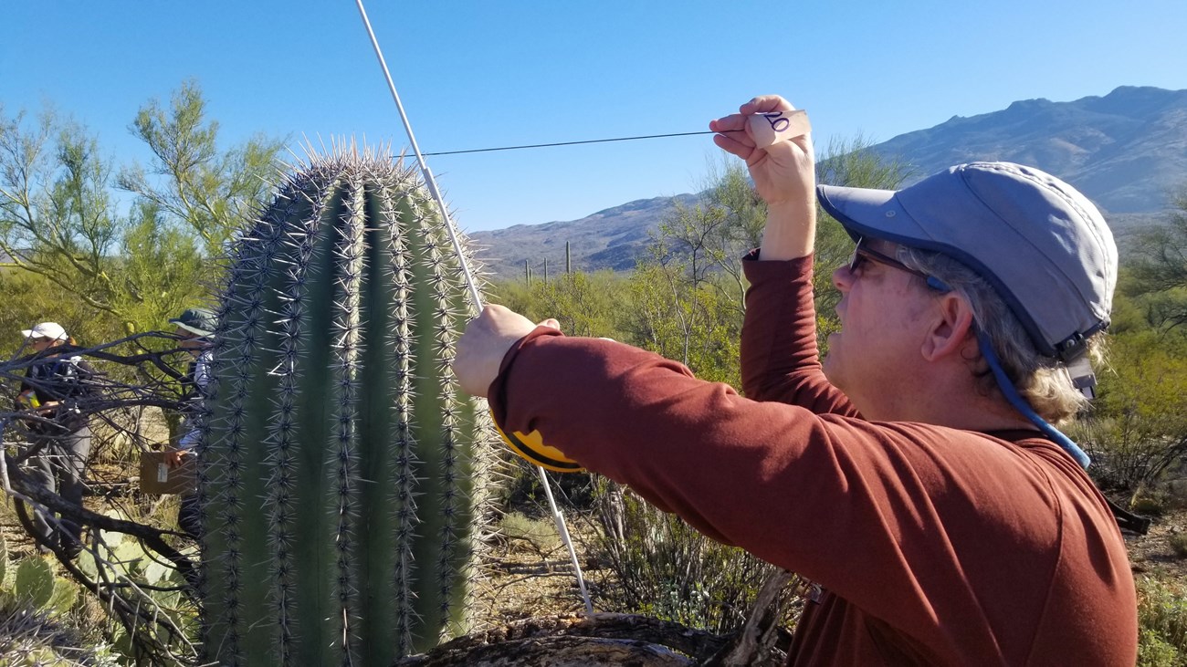 A man finding the height of a saguaro using a meter stick