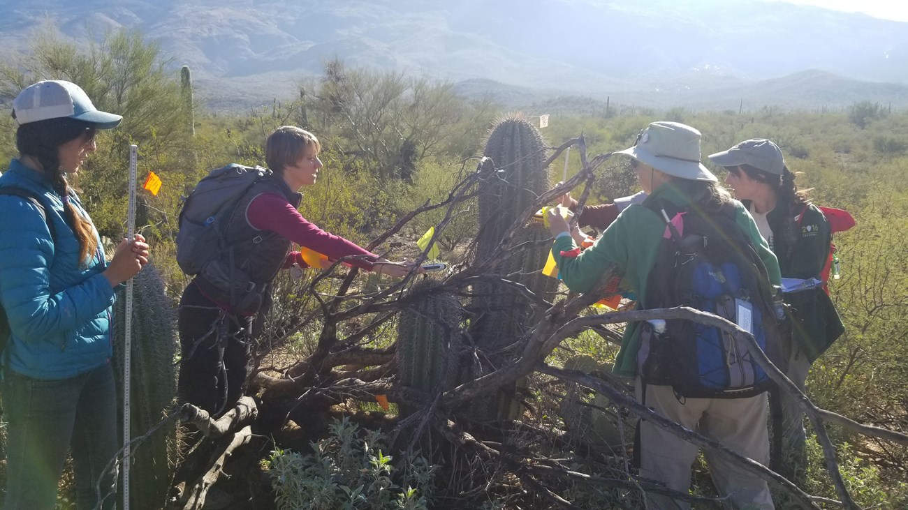 A group of volunteers finding the coordinates and measuring the height of multiple saguaros