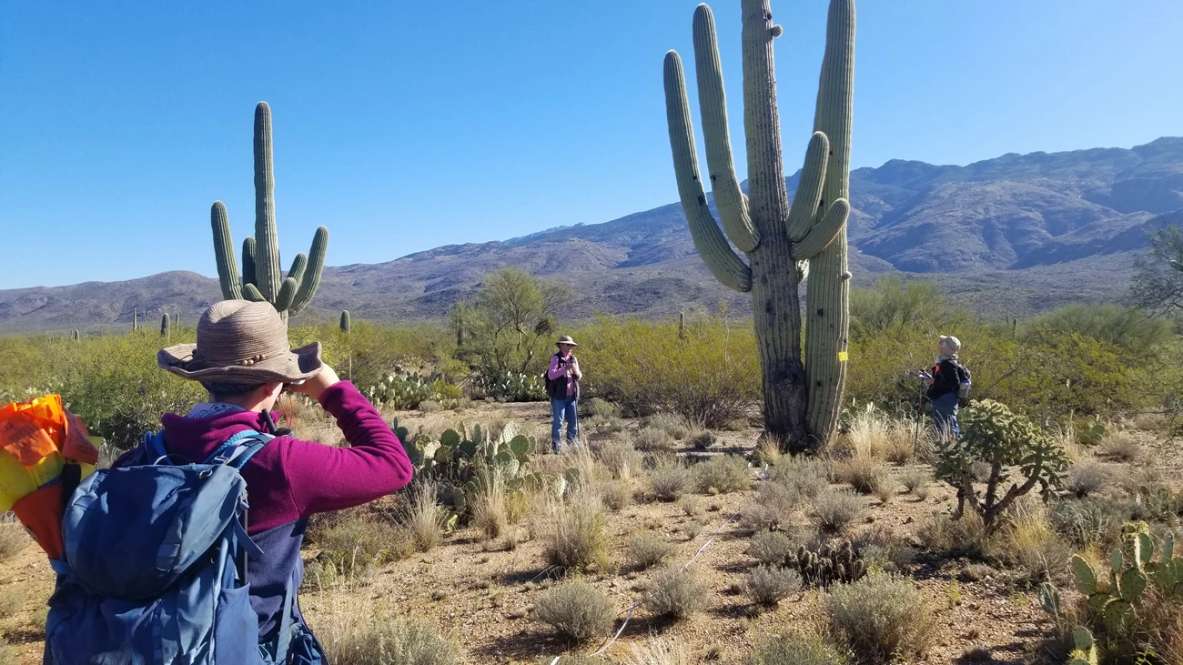 Using a clinometer to find the height of a saguaro A woman looking through a clinometer to measure the height of a saguaro